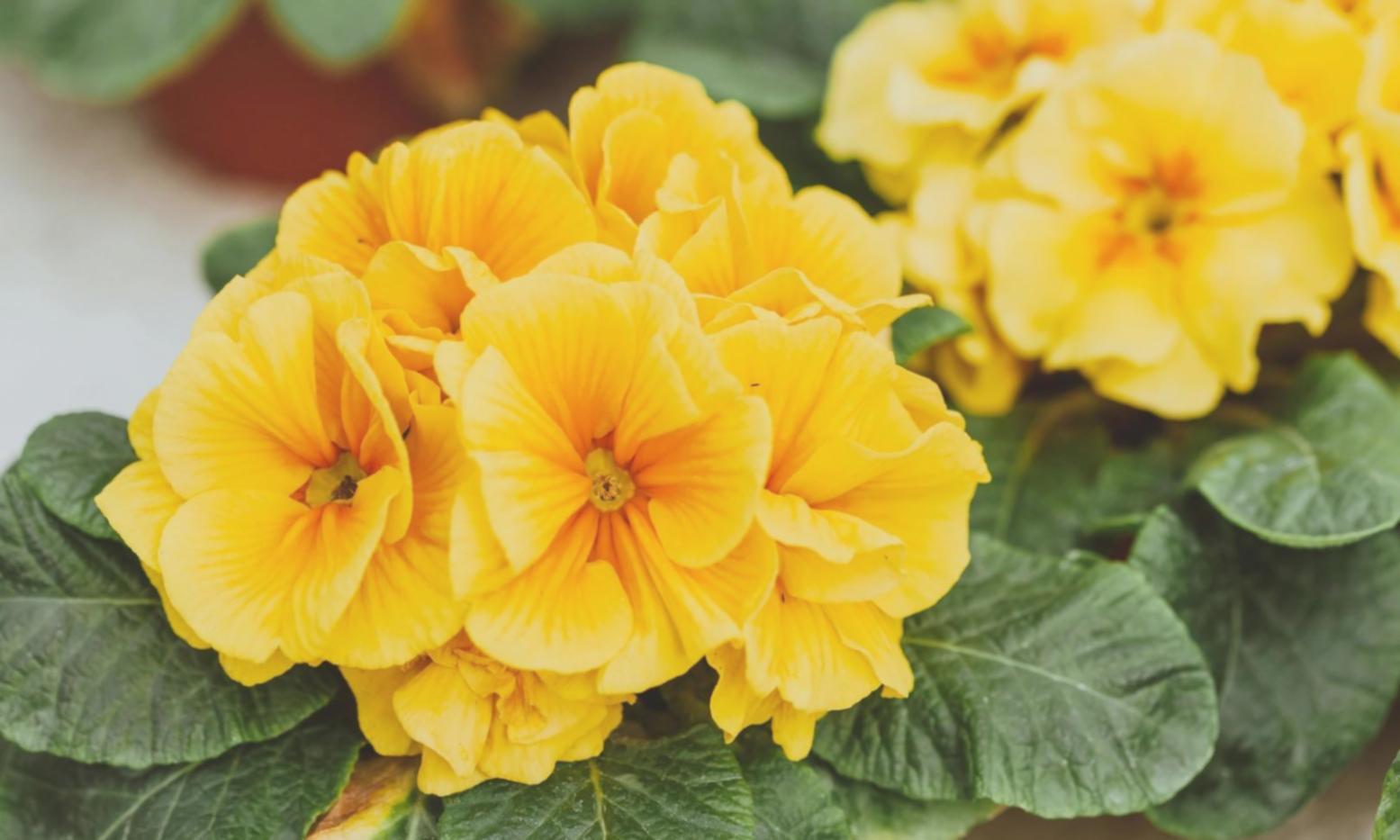 Atölyede gerçekleştirilen çiçek kompozisyonu hazırlığı