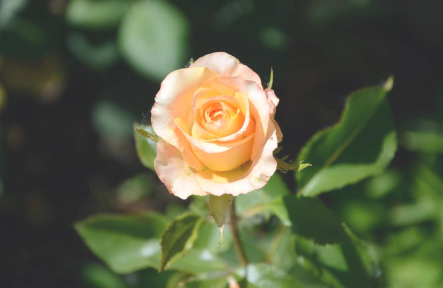 Yaz kompozisyonu örneği