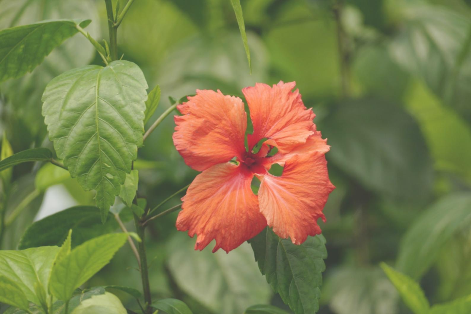 Kış mevsimi özel tasarım çiçek kompozisyonu